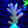 TSA Explosive Ember Acropora XL Frag Coral