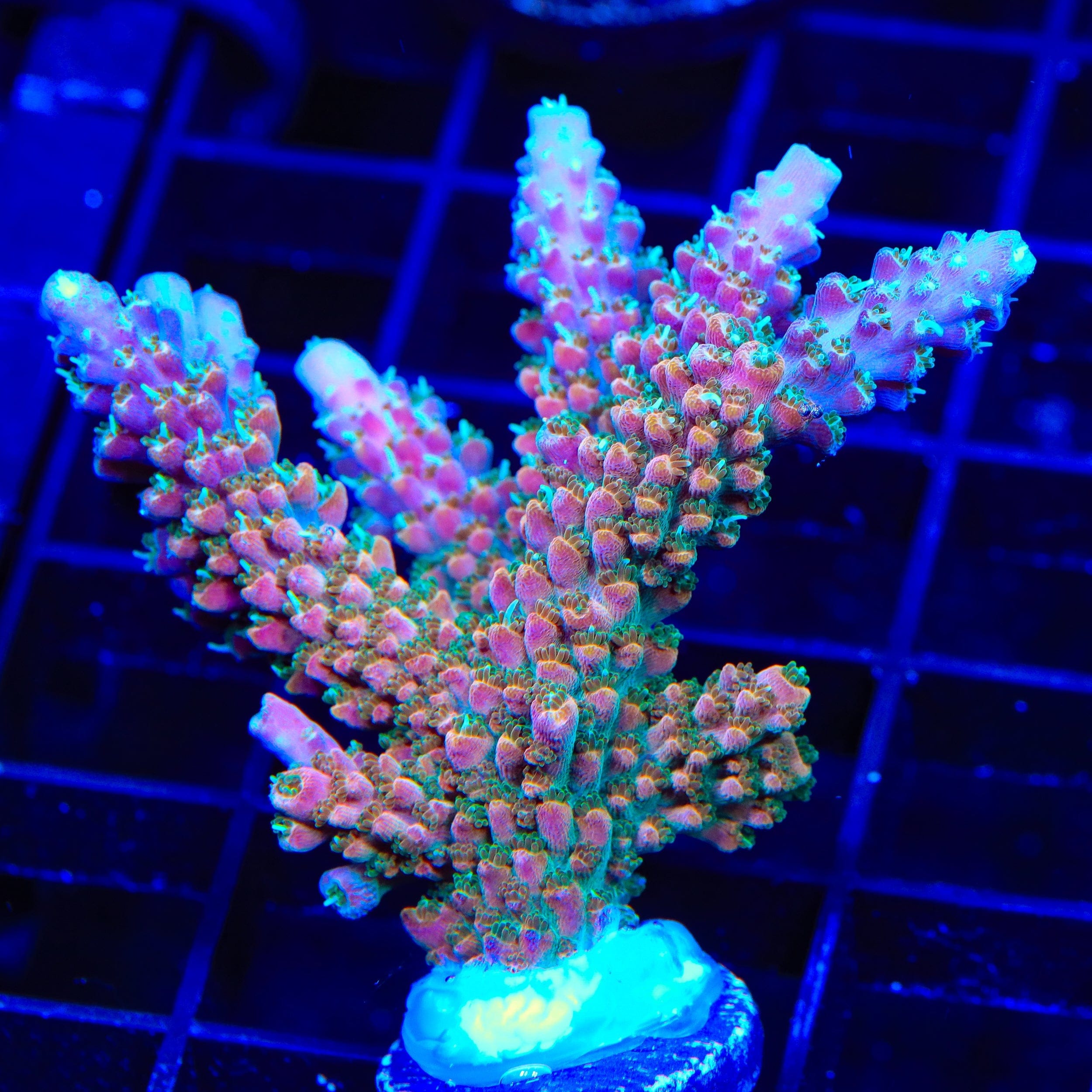 TSA Explosive Ember Acropora XL Frag Coral