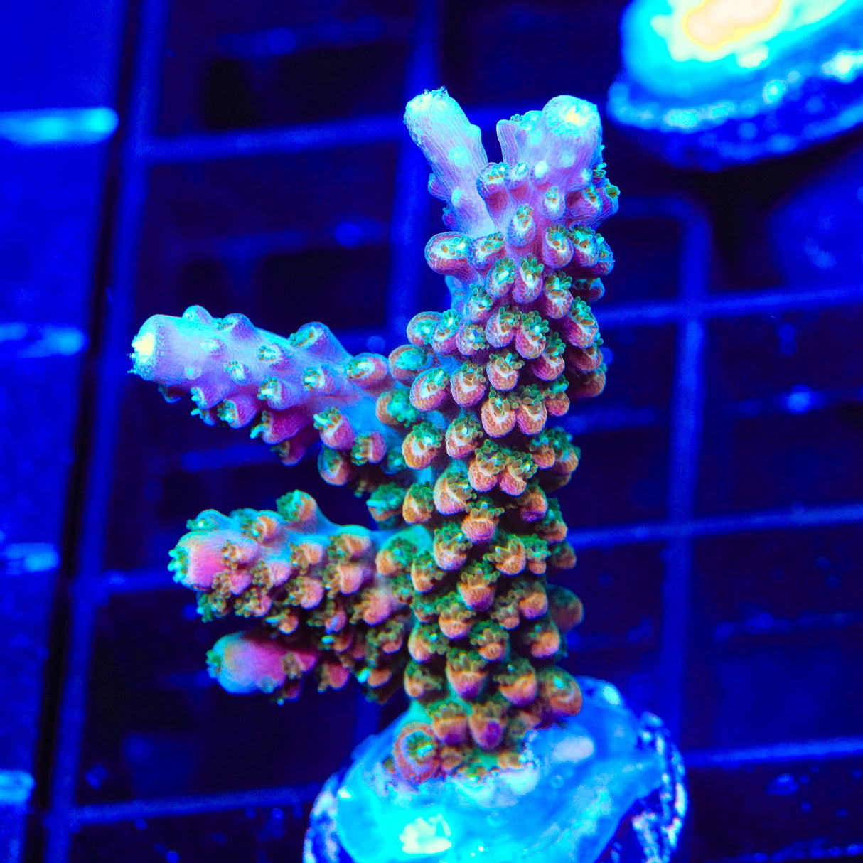 TSA Explosive Ember Acropora XL Frag Coral