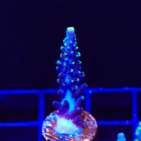 TSA Exquisita Acropora Coral