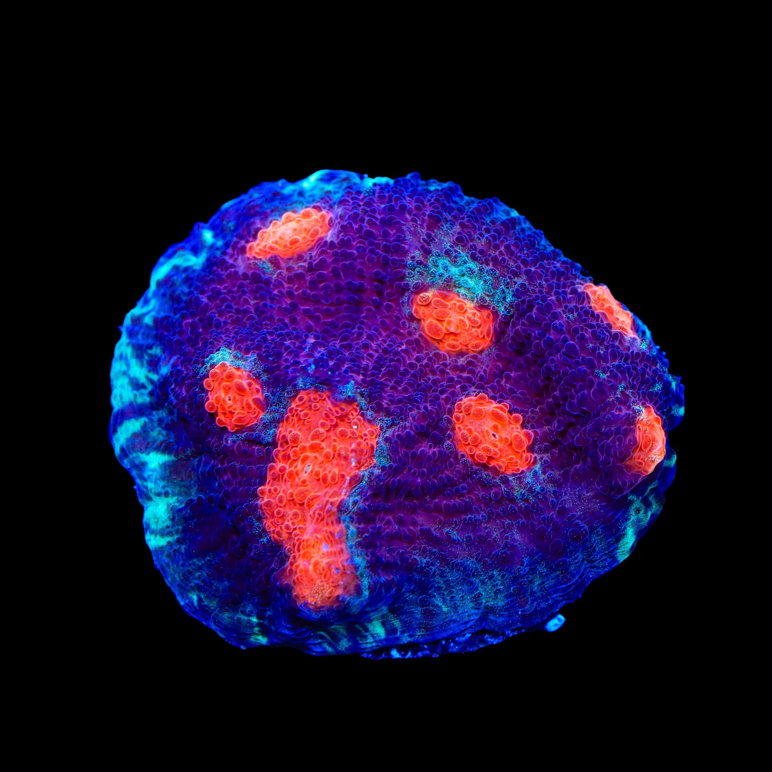 TSA Eye of Lava Chalice Coral