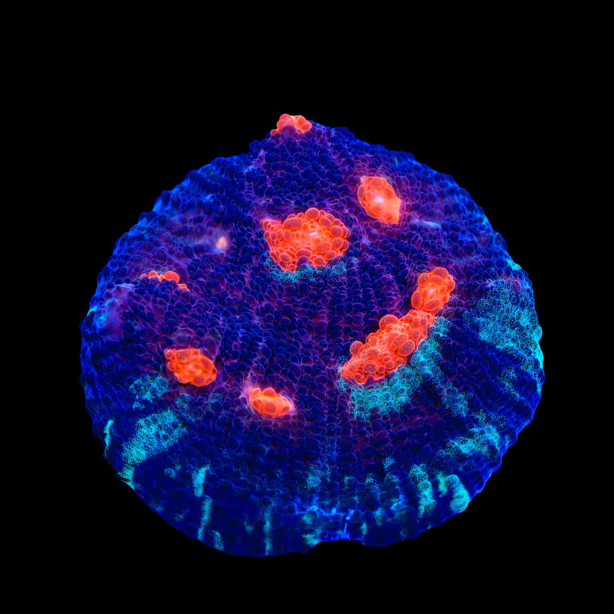 TSA Eye of Lava Chalice Coral