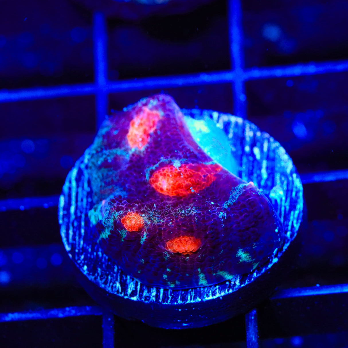 TSA Eye of Lava Chalice Coral