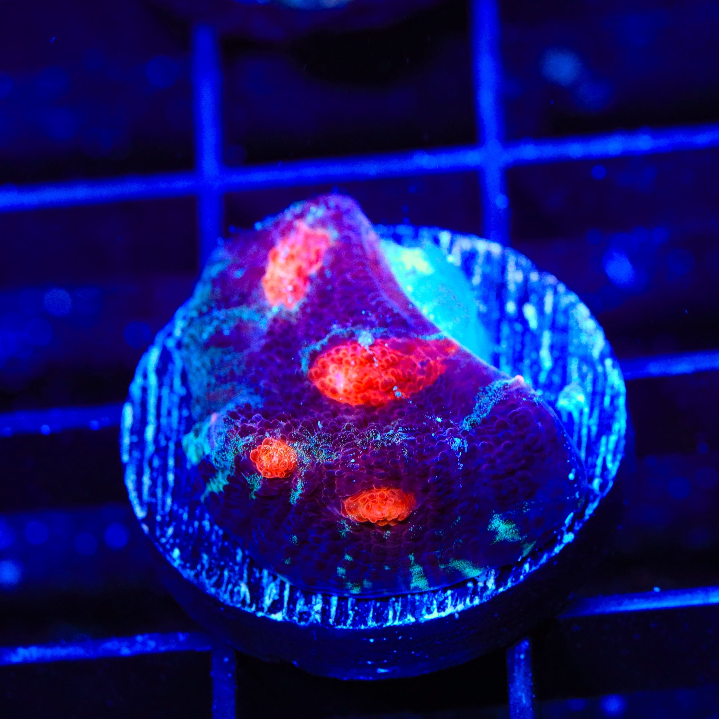 TSA Eye of Lava Chalice Coral