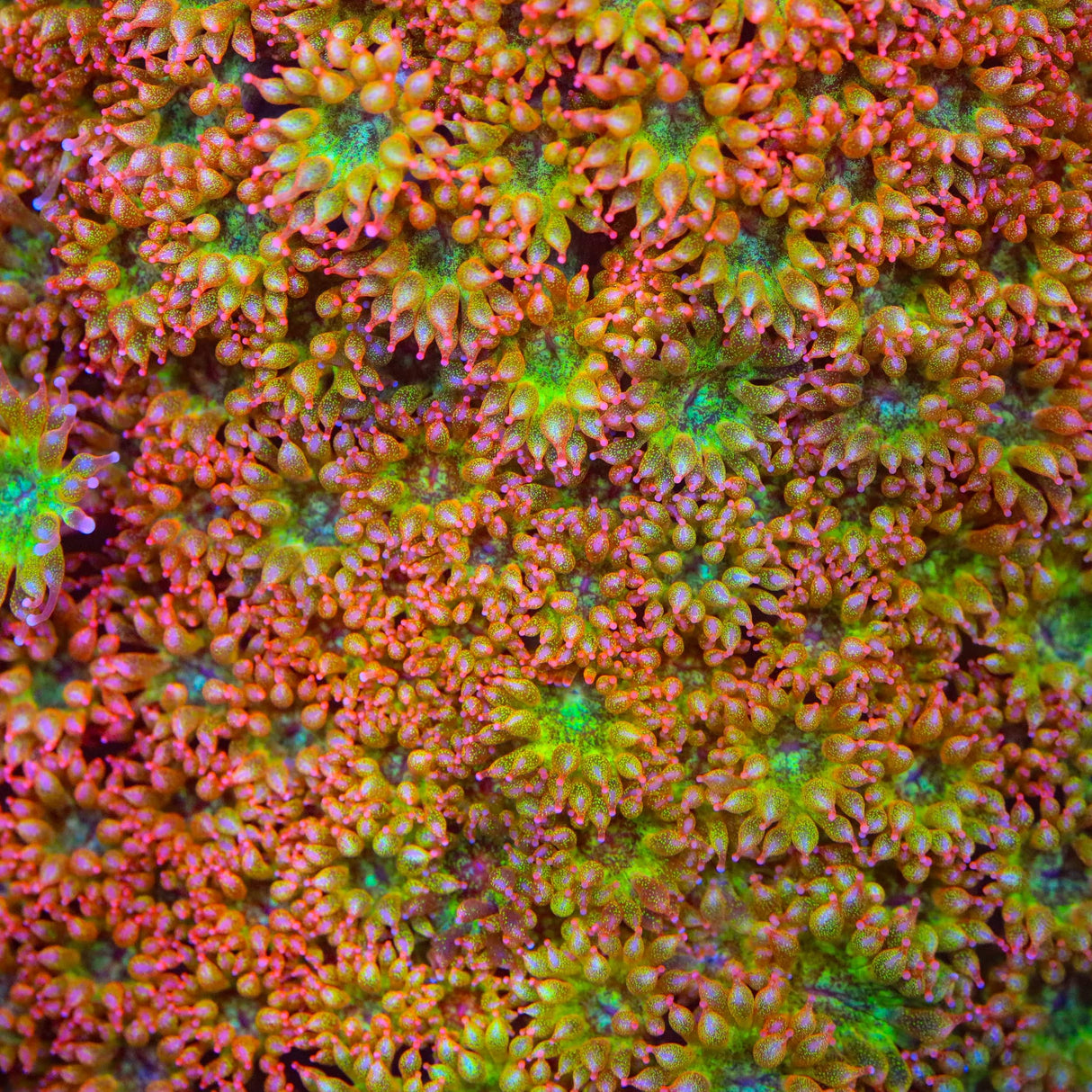 TSA Fairy Dust Glitter Goniopora