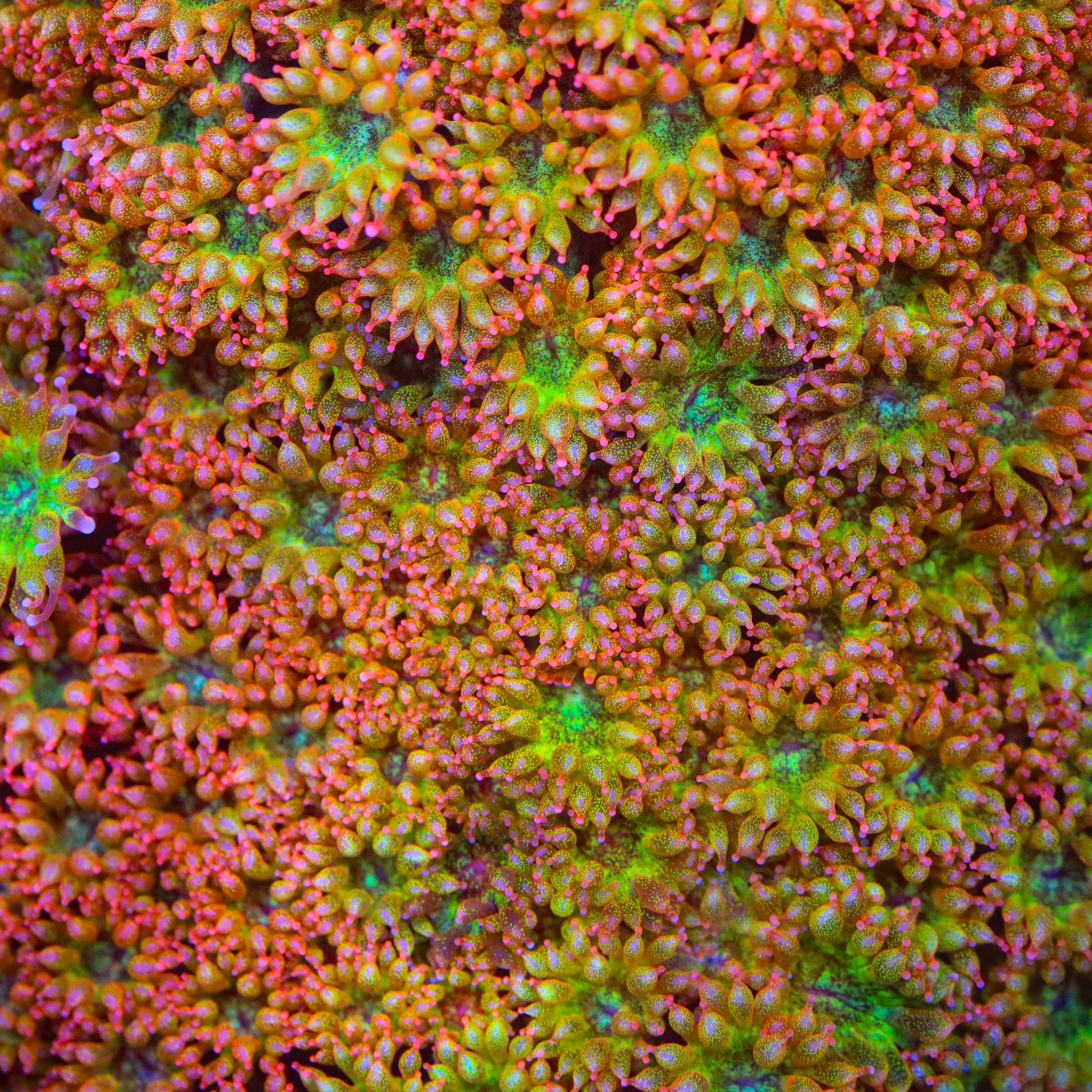 TSA Fairy Dust Glitter Goniopora