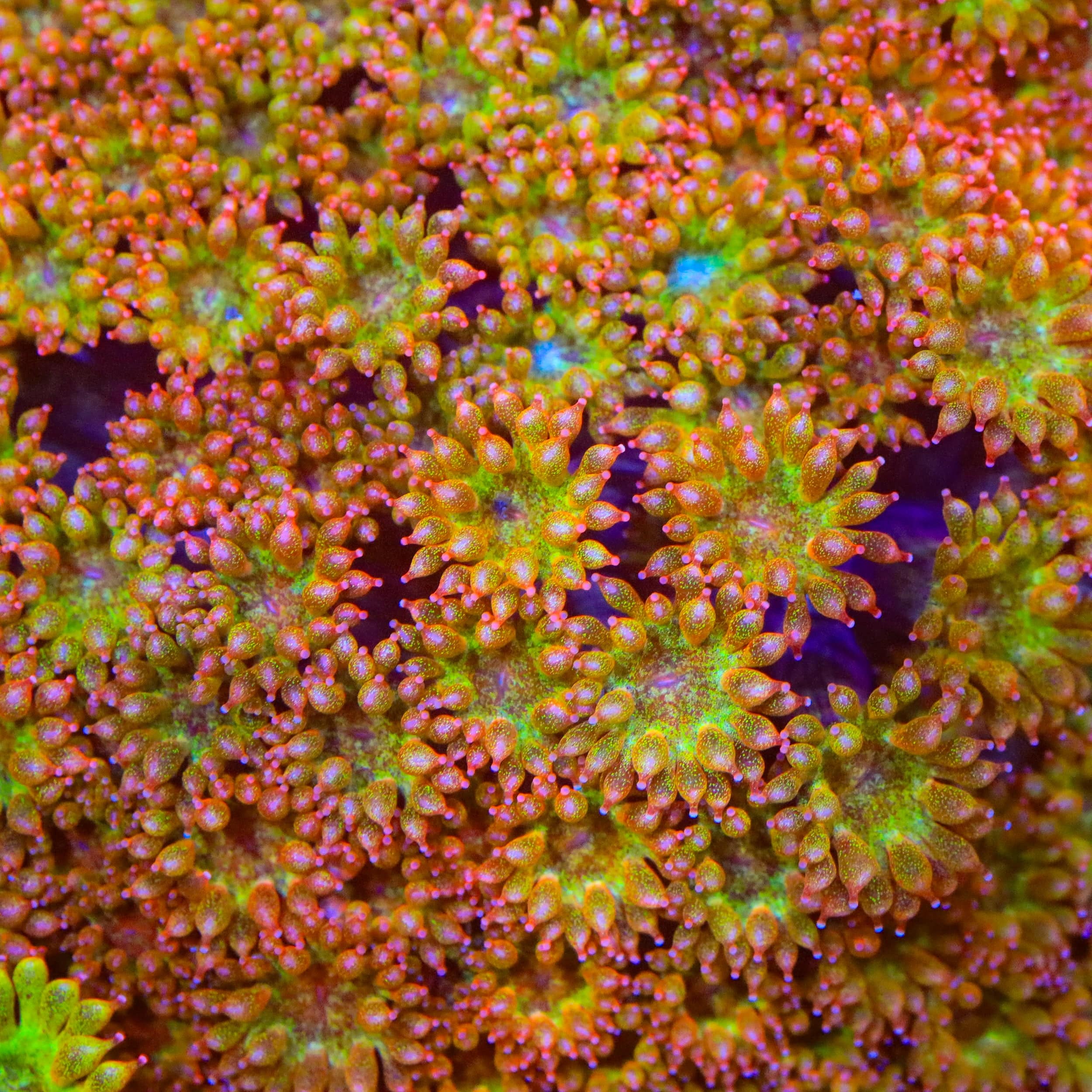 TSA Fairy Dust Glitter Goniopora