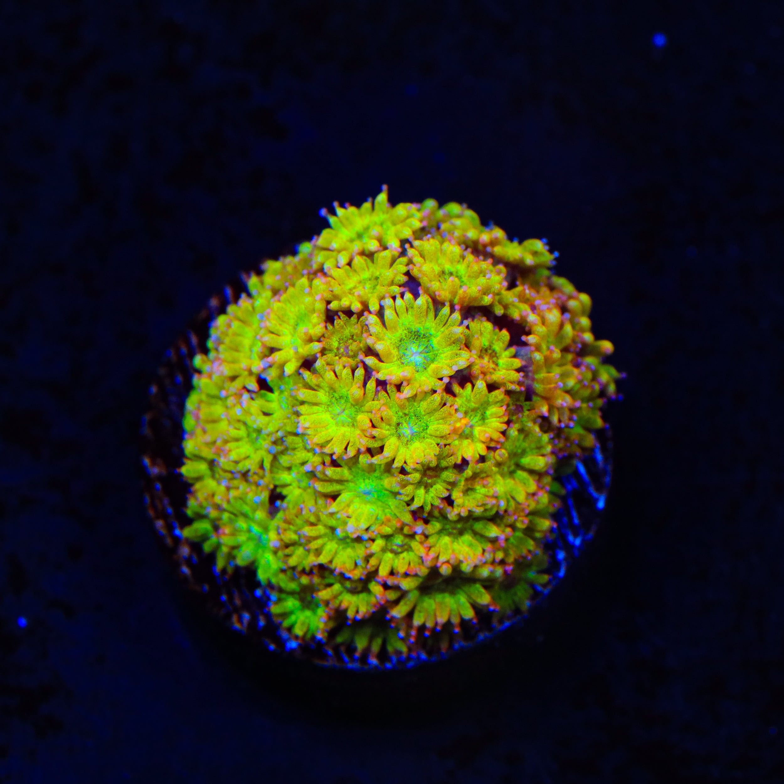 TSA Fairy Dust Glitter Goniopora