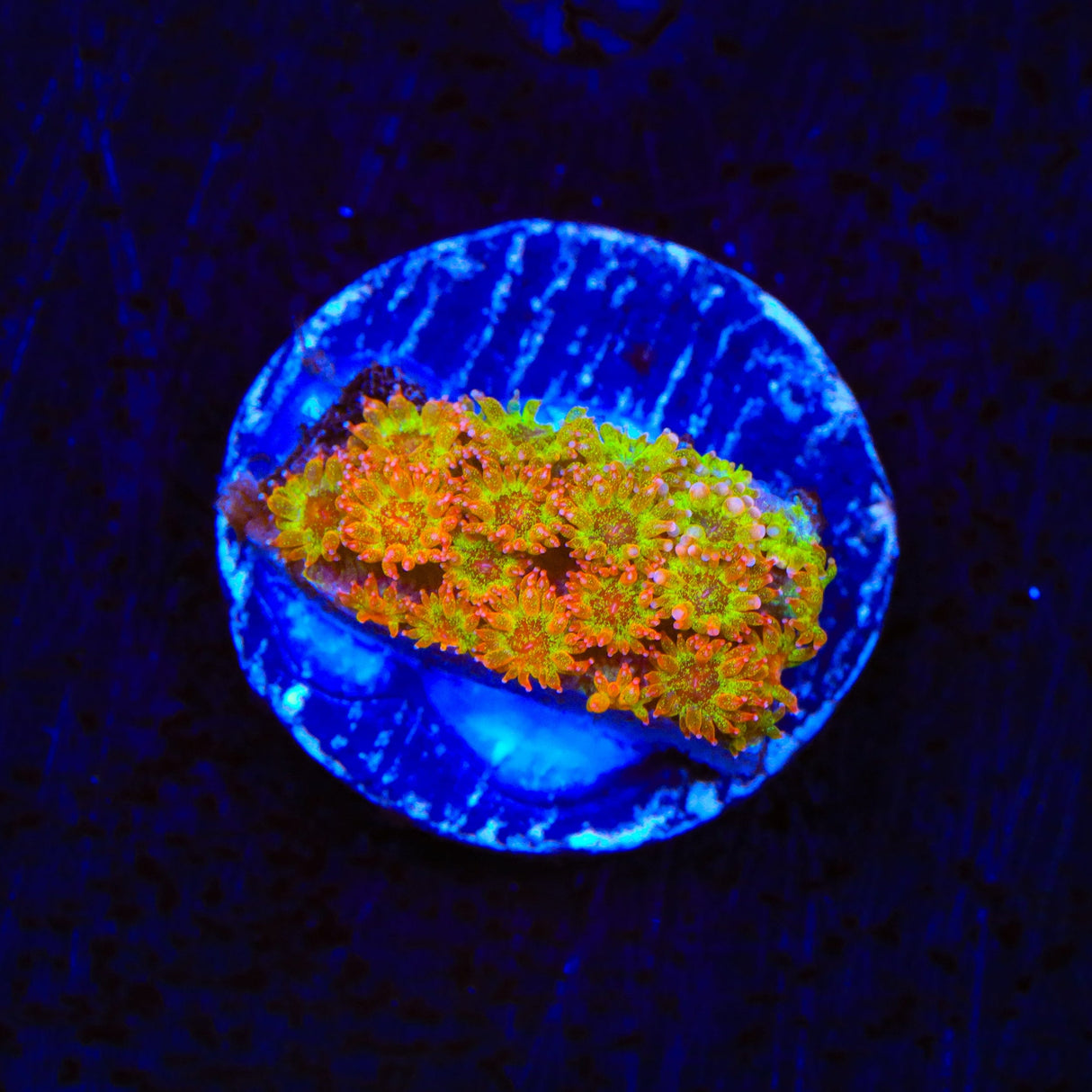 TSA Fairy Dust Glitter Goniopora