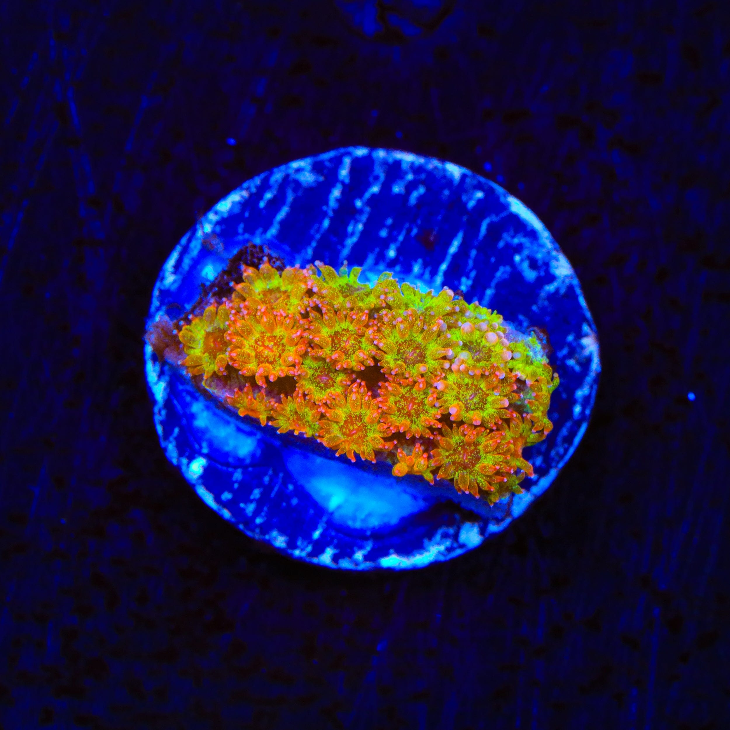 TSA Fairy Dust Glitter Goniopora