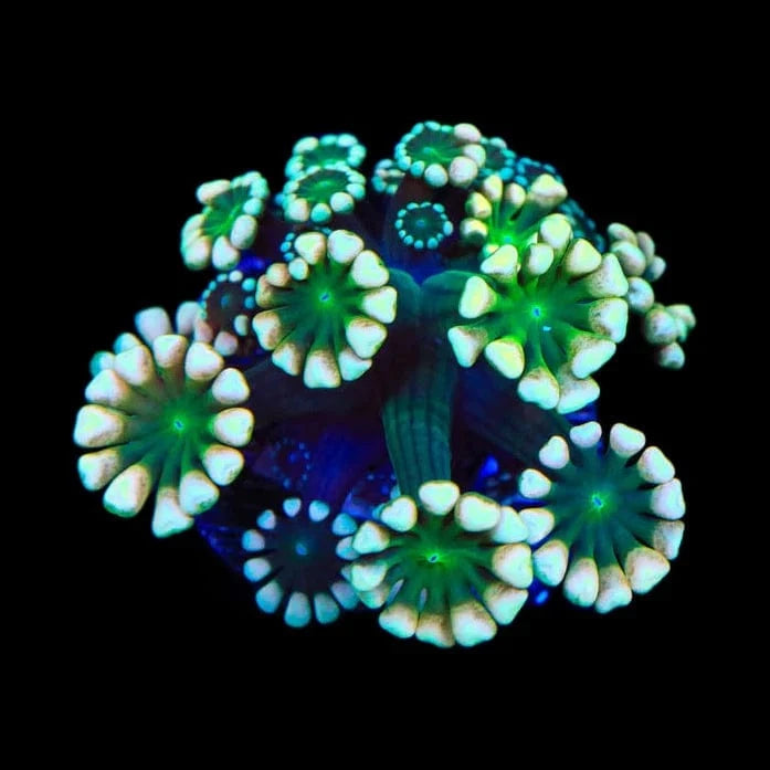 TSA Fantasy League Alveopora Coral