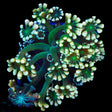 TSA Fantasy League Alveopora Coral