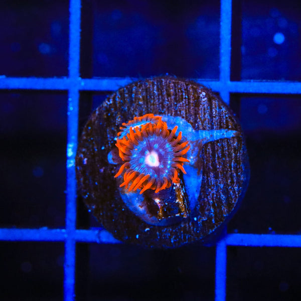 TSA Fire and Ice Zoanthids Coral