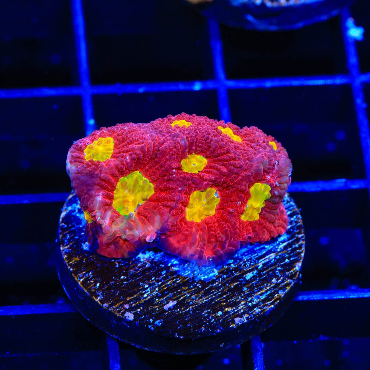 TSA Fire Favia Coral