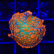 TSA Fire Goblin Mushroom Coral