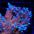 TSA Fire in the Sky Tenuis Acropora Coral