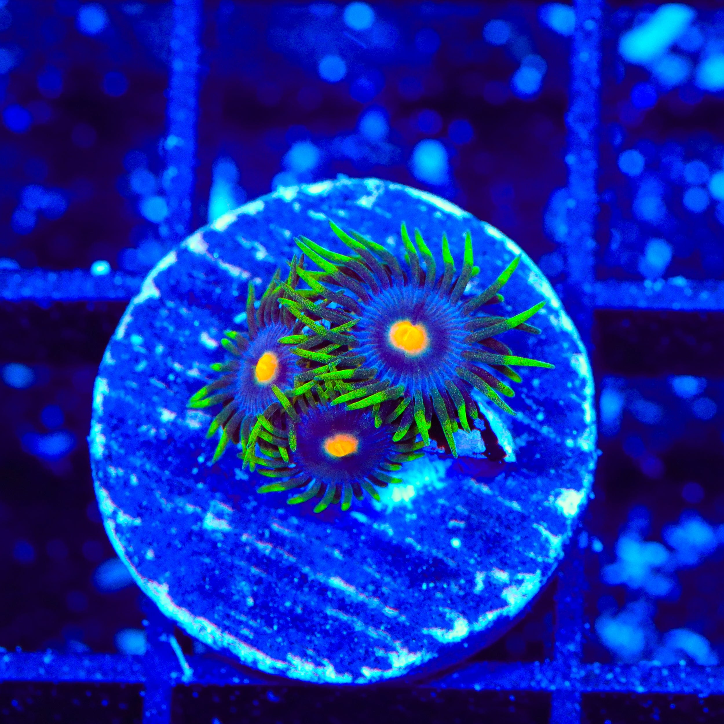 TSA Firefly Zoanthids Coral