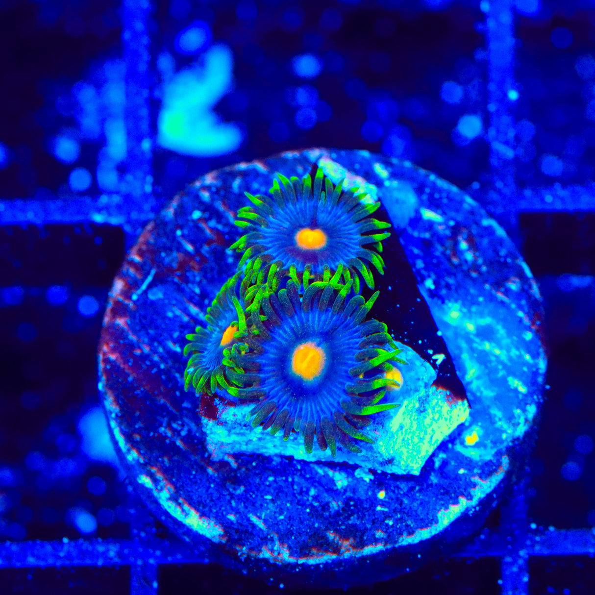 TSA Firefly Zoanthids Coral