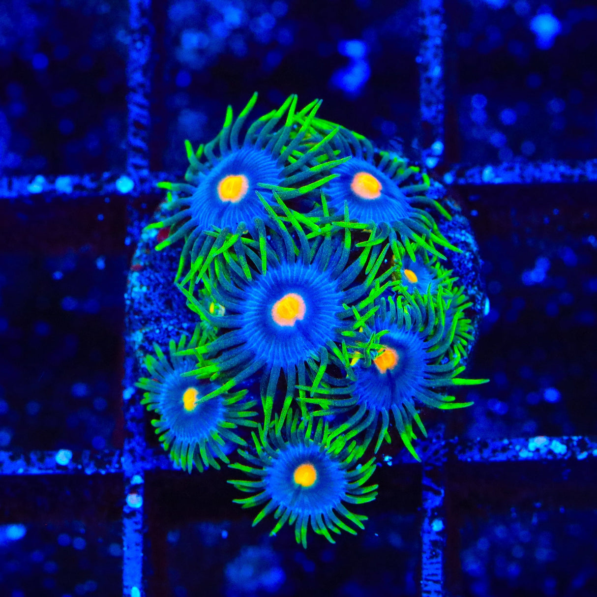 TSA Firefly Zoanthids Coral