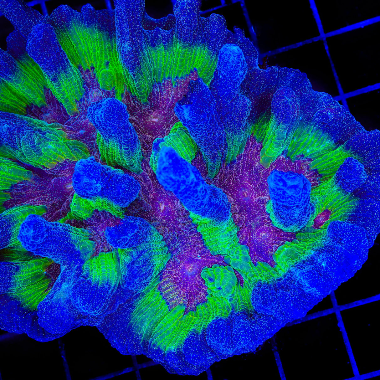 TSA Fireworks Pectinia Coral