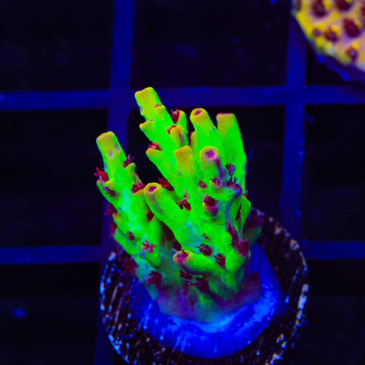 TSA Flame Tip Acropora Coral