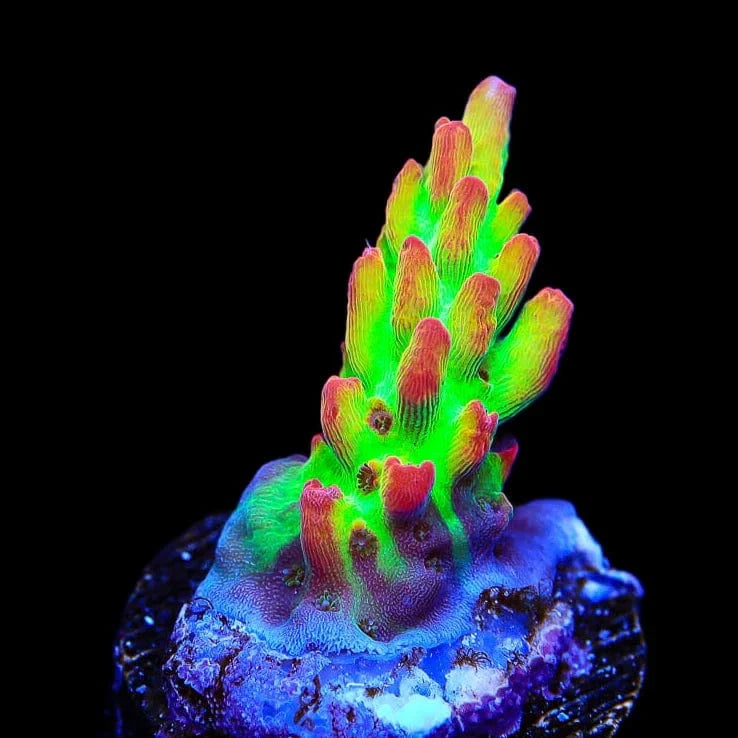 TSA Flame Tip Microclados Acropora Coral – Top Shelf Aquatics