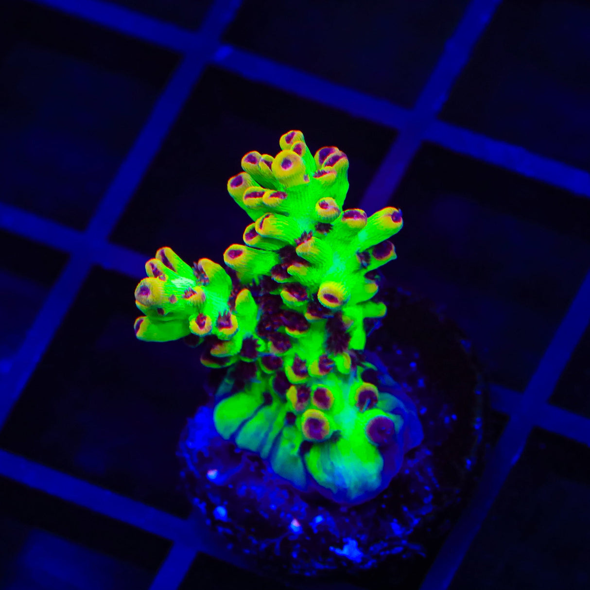 TSA Flame Tip Microclados Acropora Coral