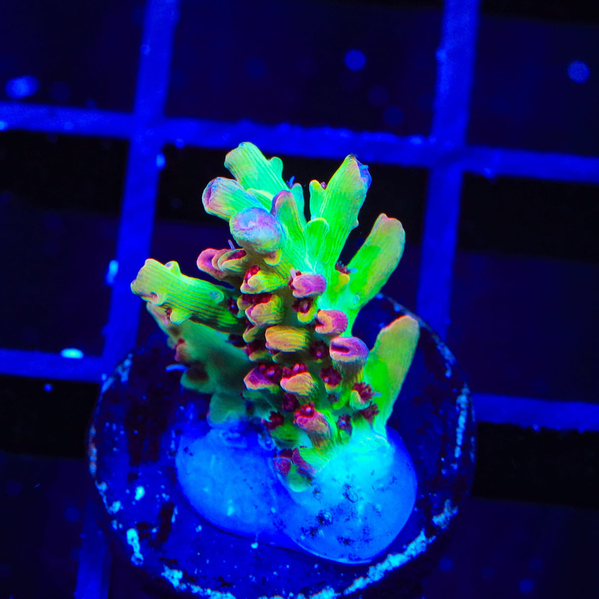 TSA Flame Tip Microclados Acropora Coral