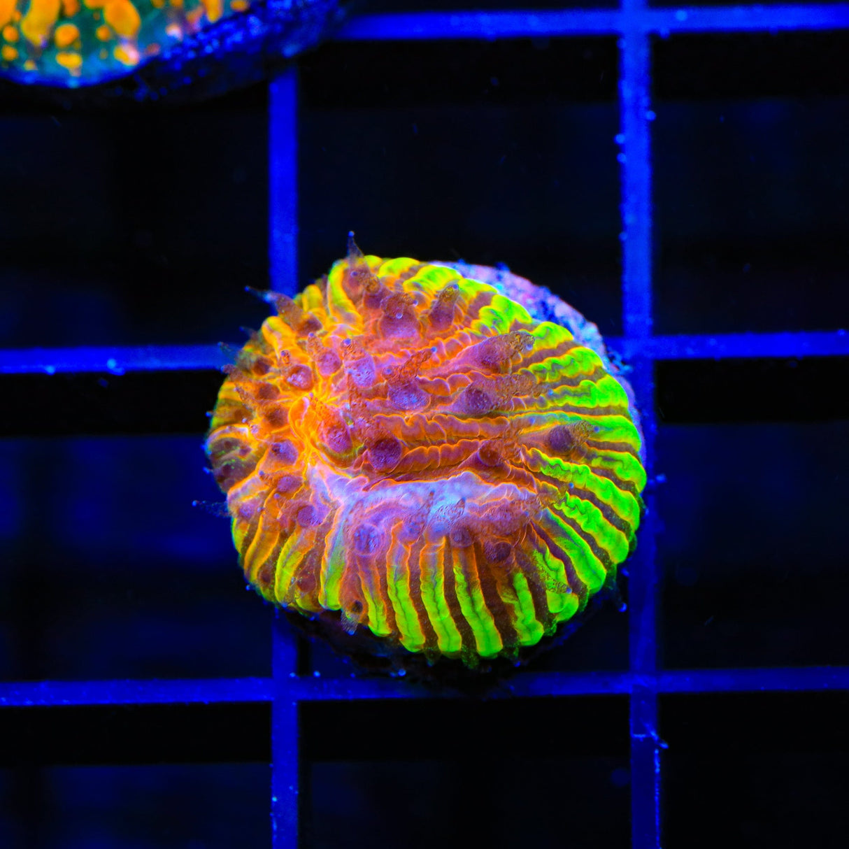 TSA Flaming Ring Aquacultured Plate Coral