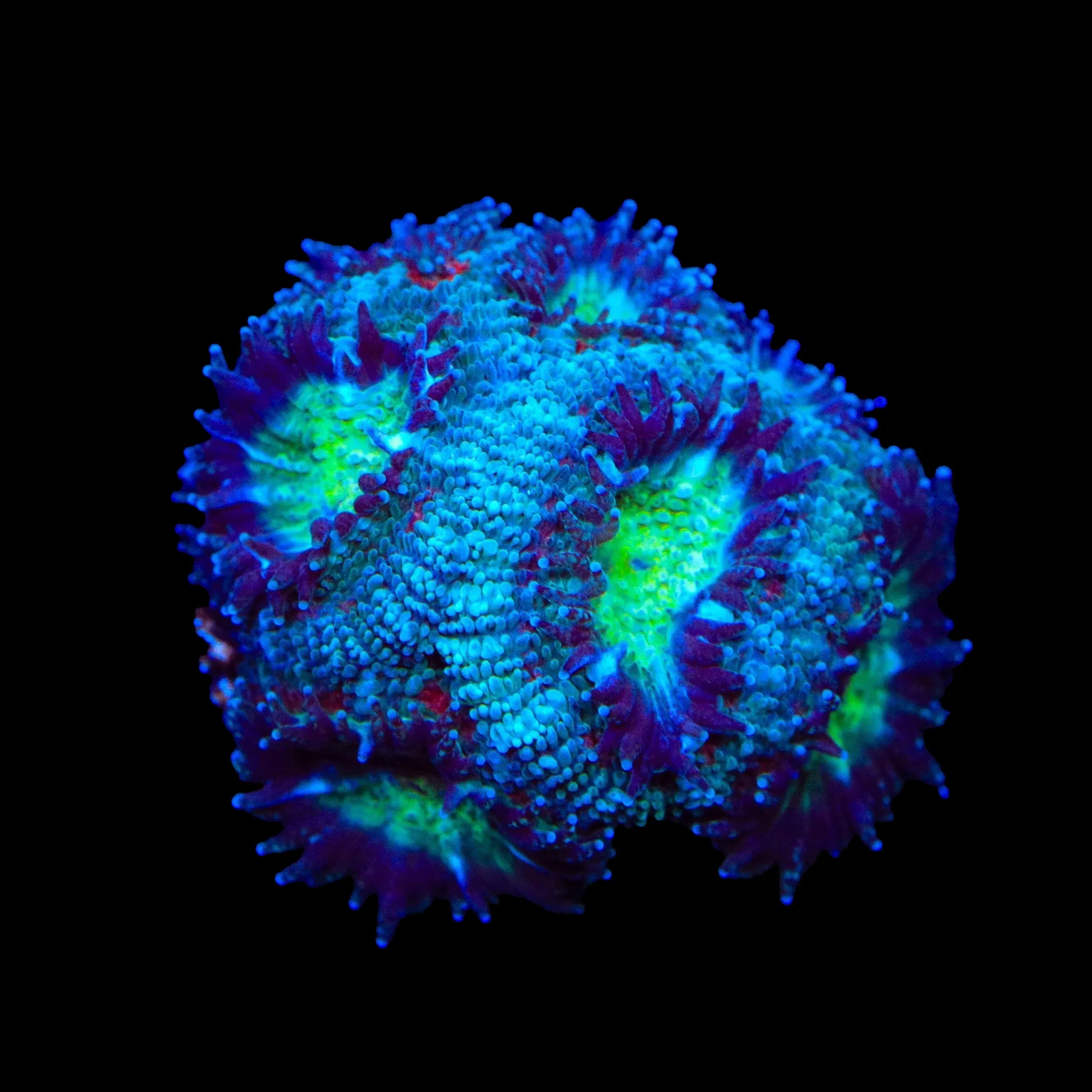 TSA Flash Freeze Micromussa Acan Coral – Top Shelf Aquatics