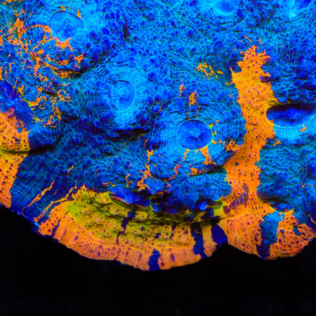 TSA Flavor Blaster Chalice Coral