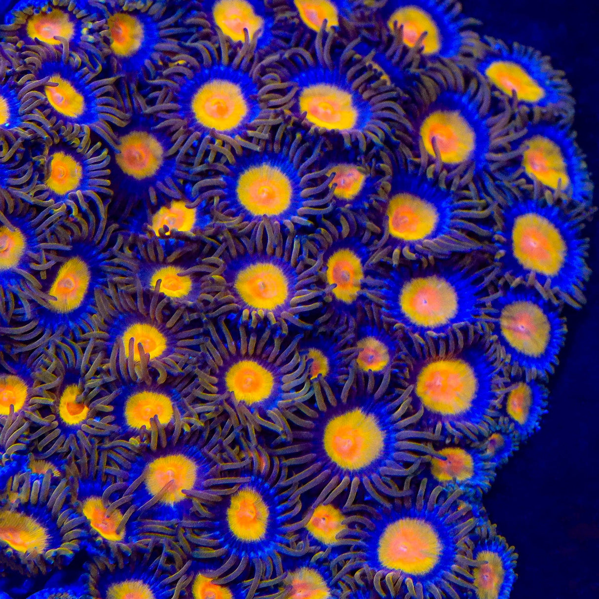 TSA Florida Orange Zoanthids Coral