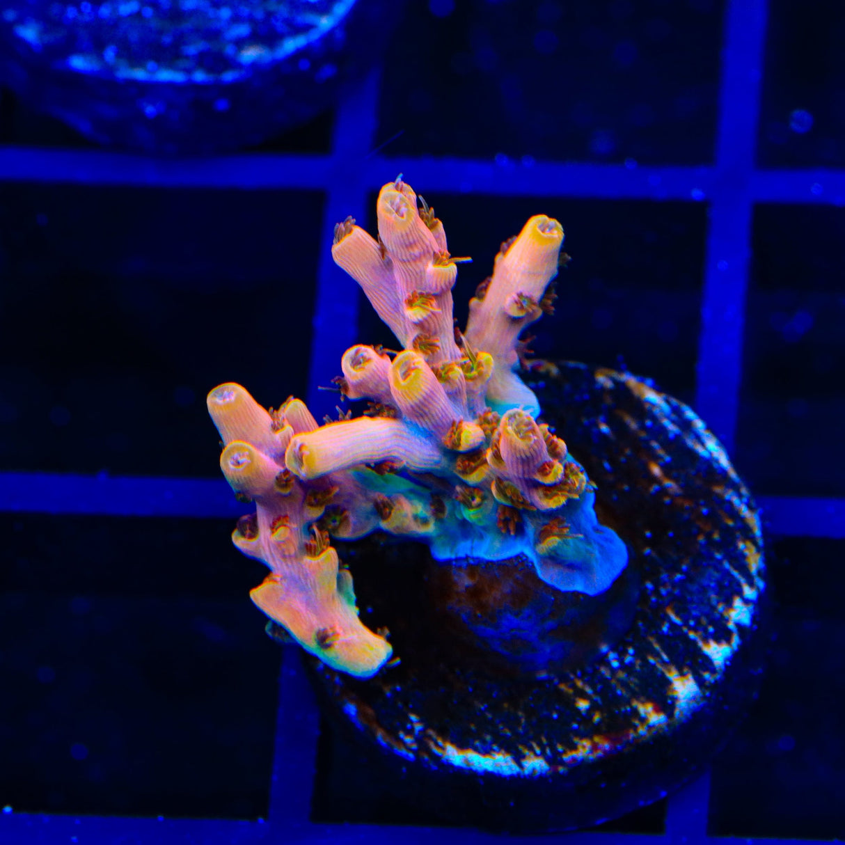 TSA Flower Bomb Acropora Coral