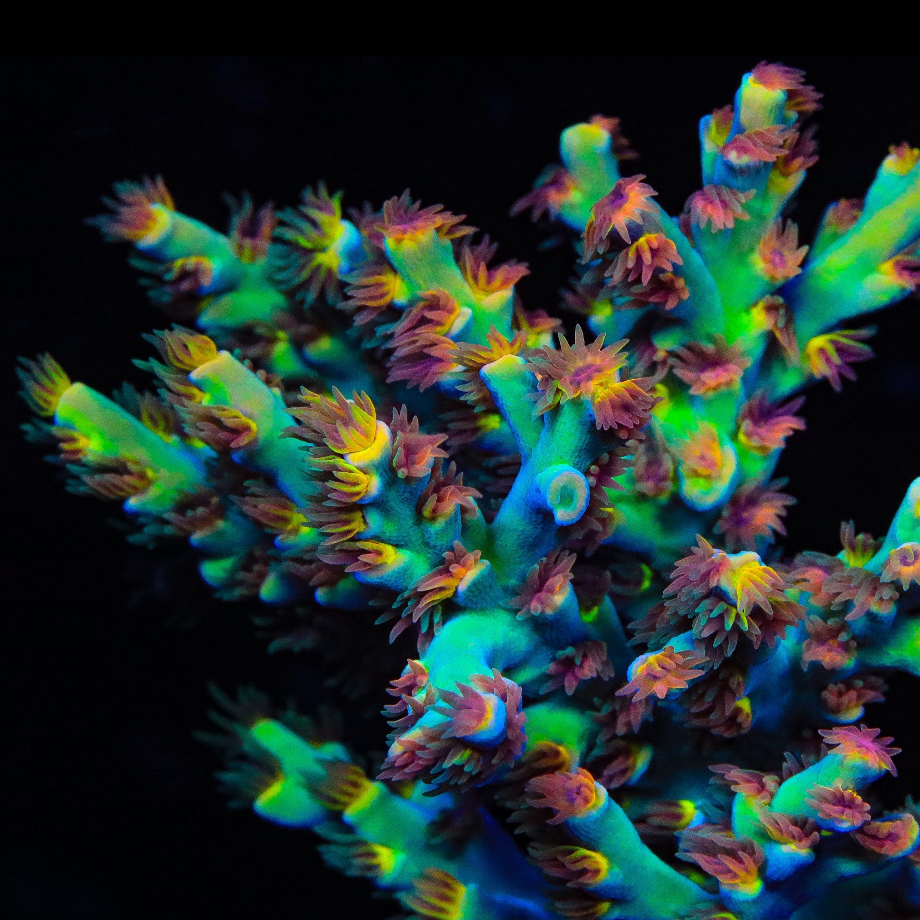 AQUA Coral出品ページ TSA Forbidden Fruit Speciosa Acropora Coral – Top Shelf Aquatics