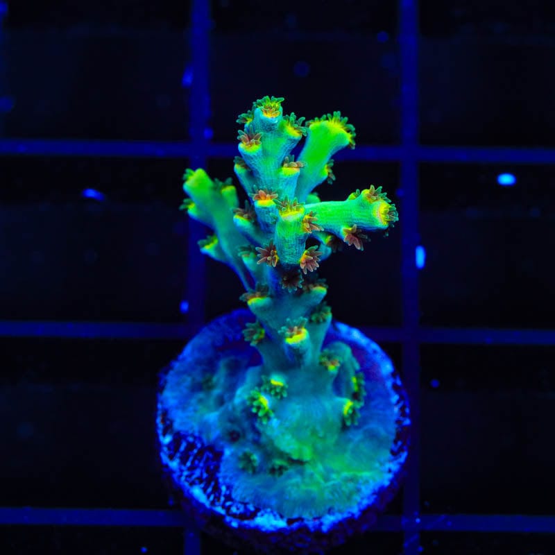 TSA Forbidden Fruit Speciosa Acropora Coral – Top Shelf Aquatics