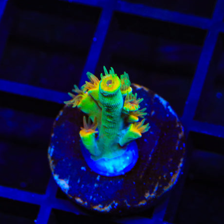 TSA Forbidden Fruit Speciosa Acropora Coral