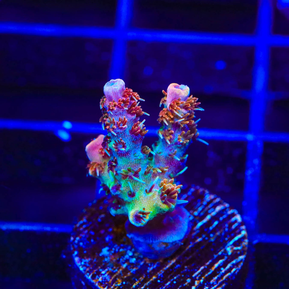 TSA Four Loko Acropora Coral