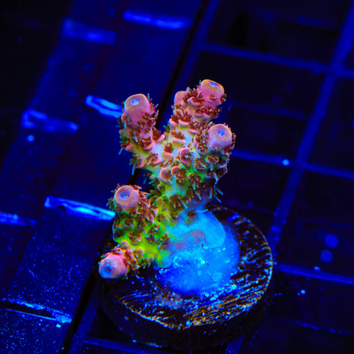 TSA Four Loko Acropora Coral