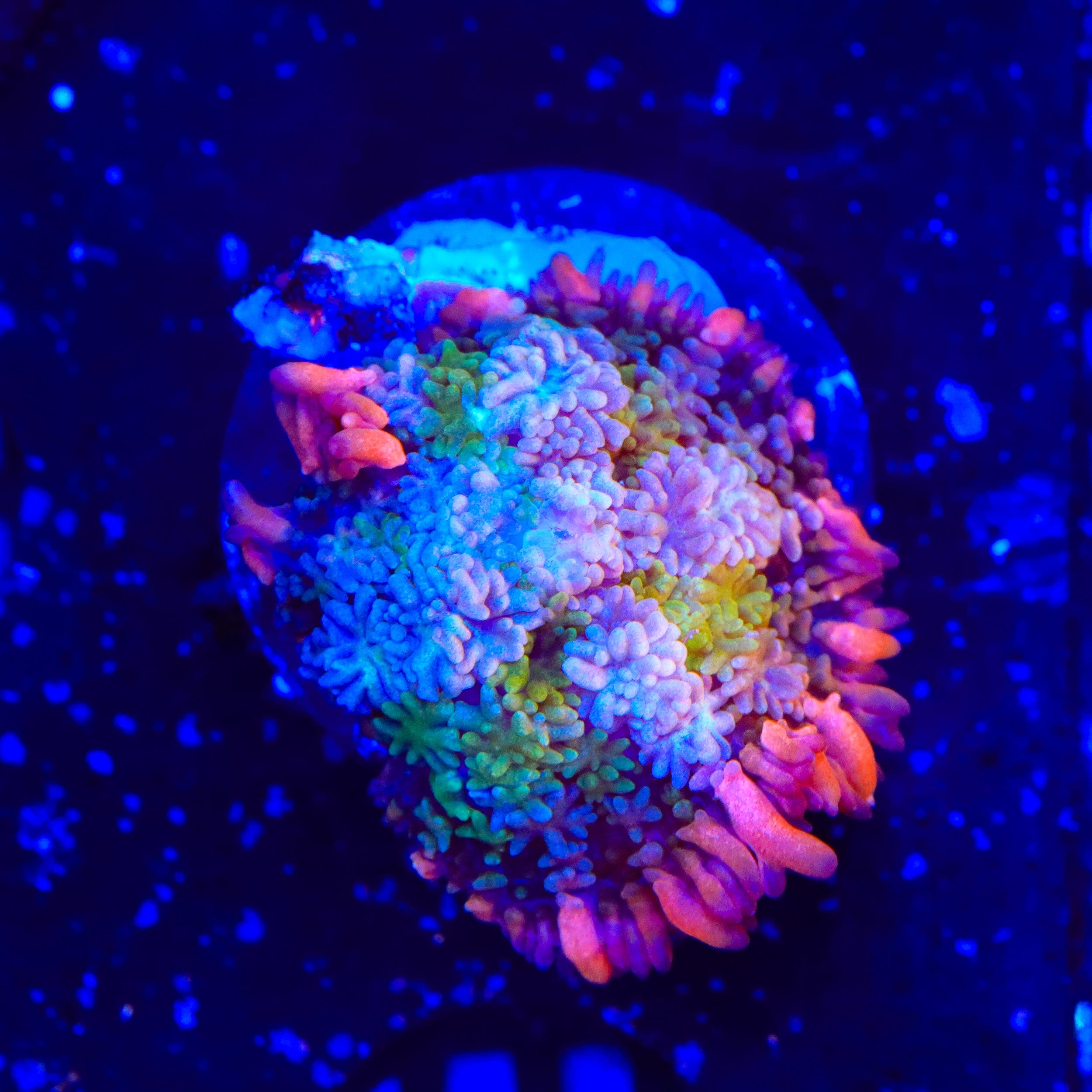 TSA Frankensteins Monster Mushroom Coral – Top Shelf Aquatics