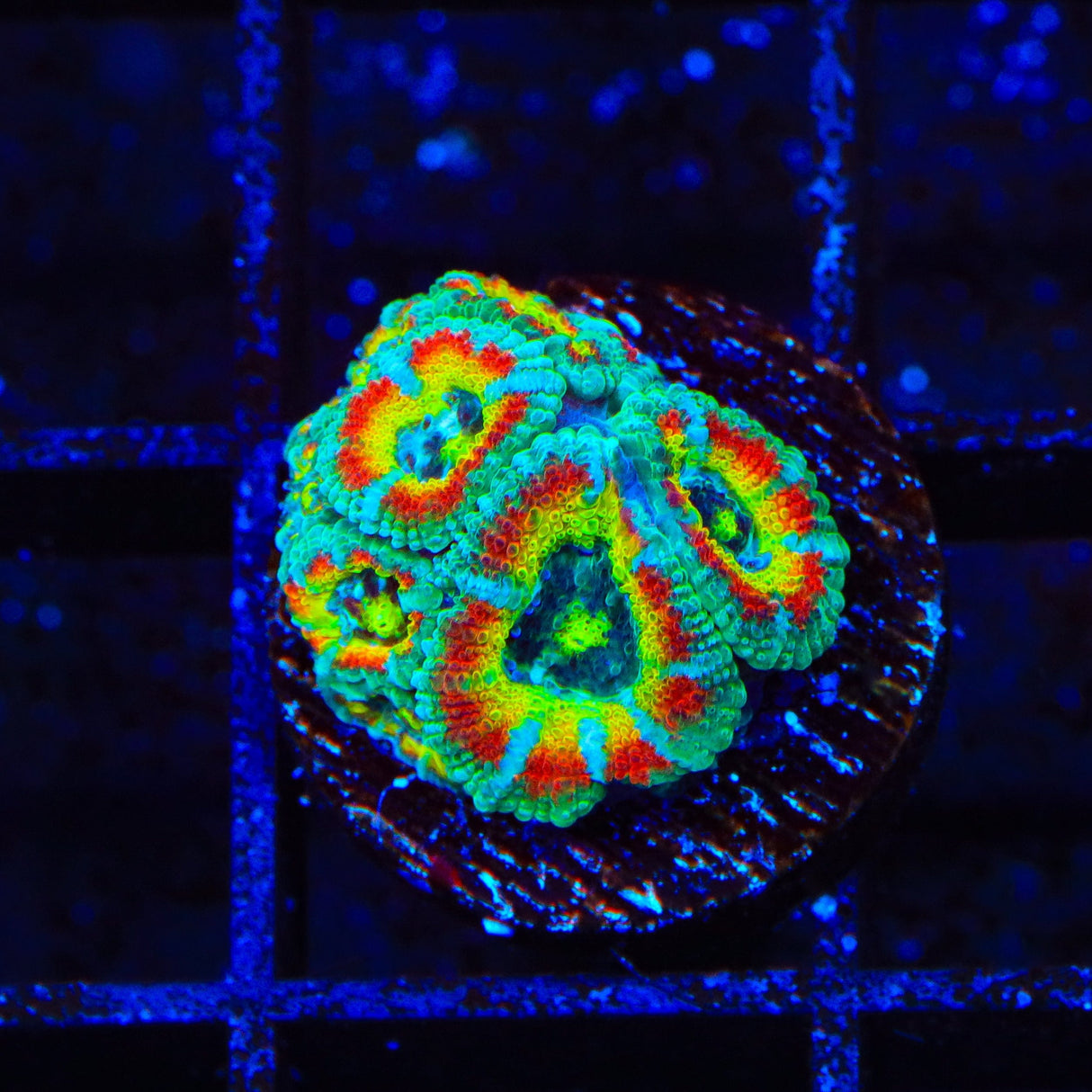 TSA Freak Show Micromussa Acan Coral