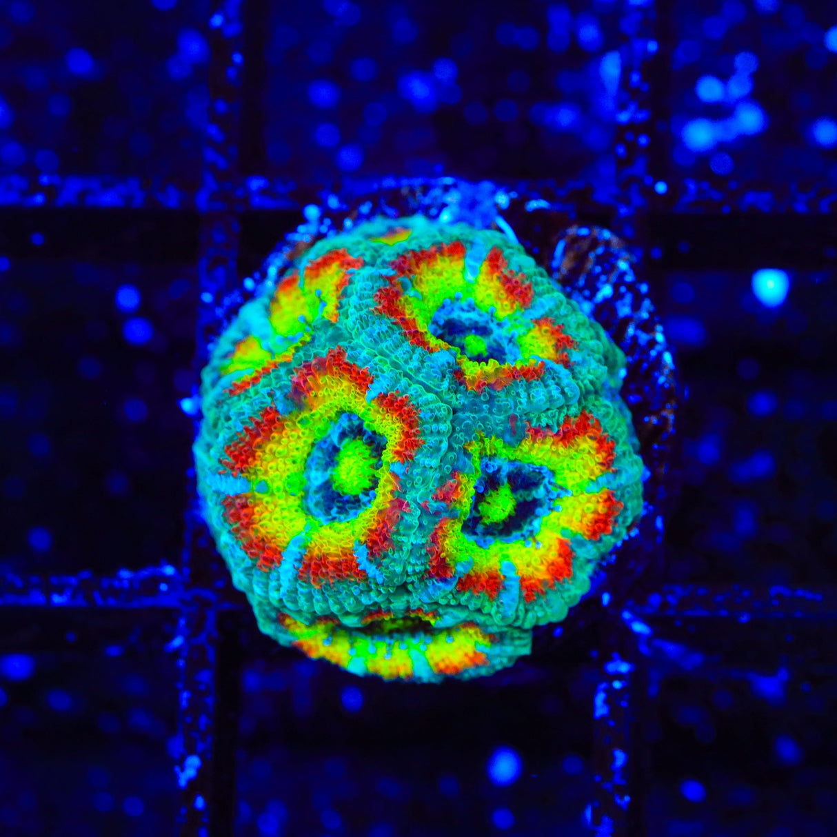 TSA Freak Show Micromussa Acan Coral