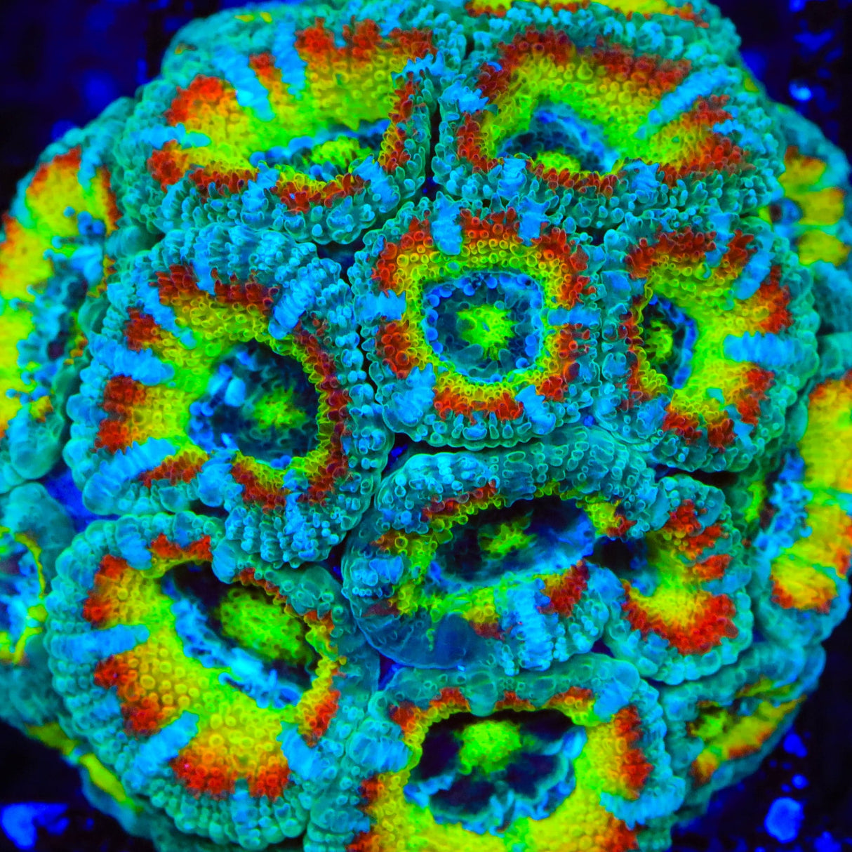 TSA Freak Show Micromussa Acan Coral