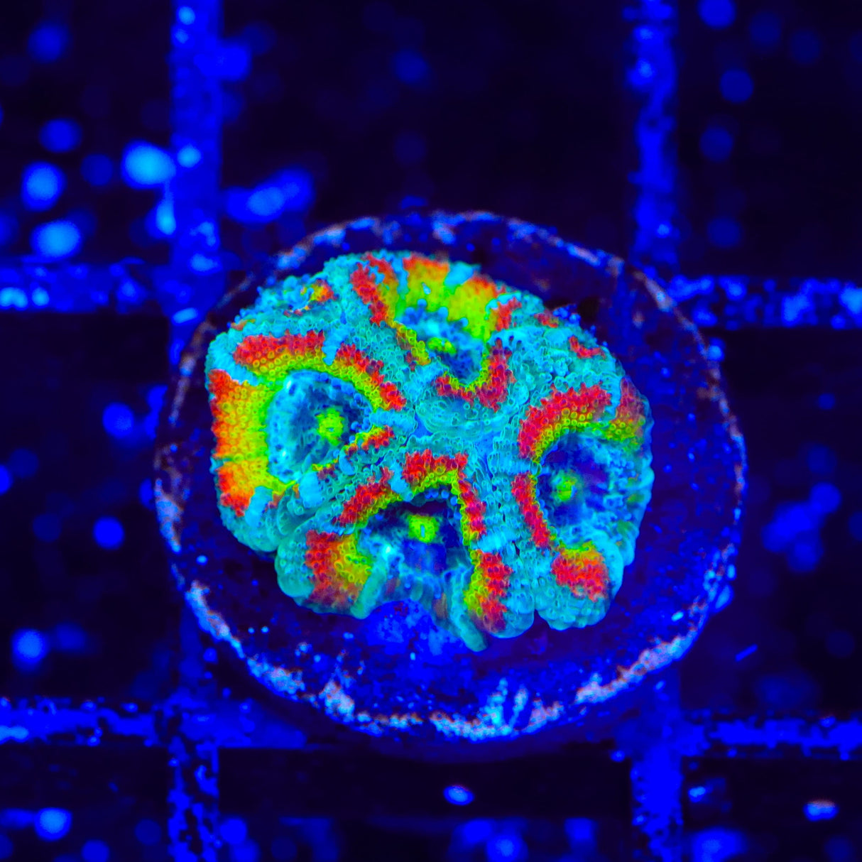 TSA Freak Show Micromussa Acan Coral