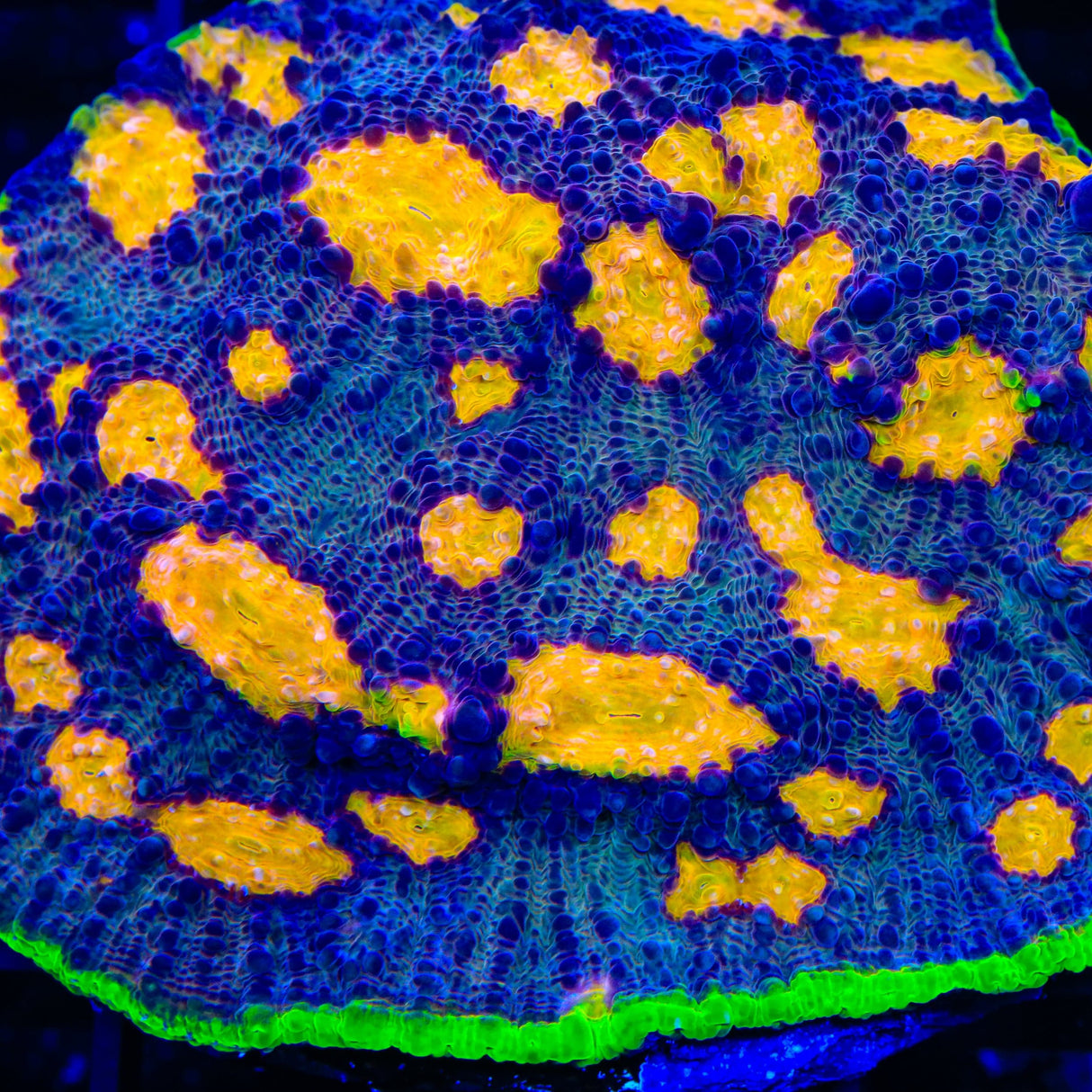 TSA Freaky Friday Chalice Coral