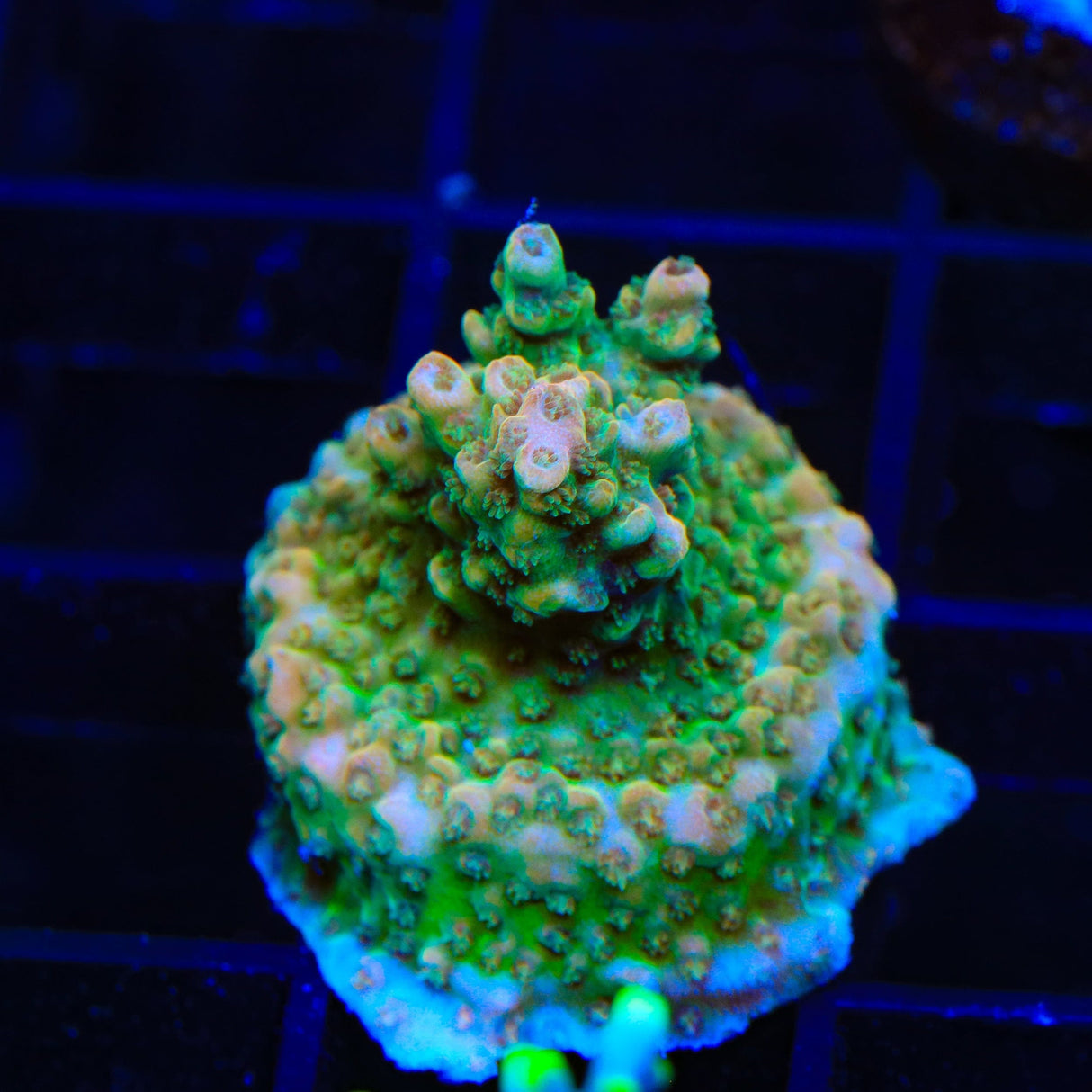 TSA Free Throw Acropora Coral