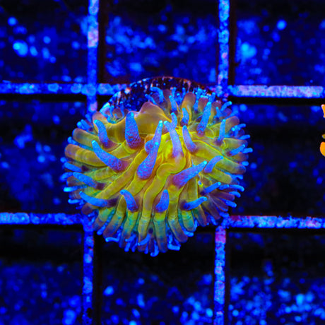 TSA Frosted Sun Plate Coral - Aquacultured