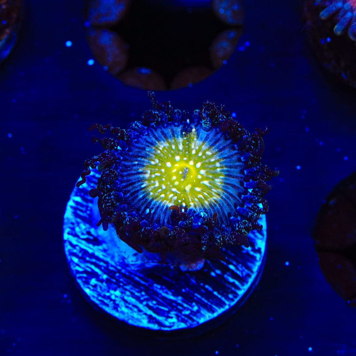 TSA Frozen Apple Zoanthids Coral