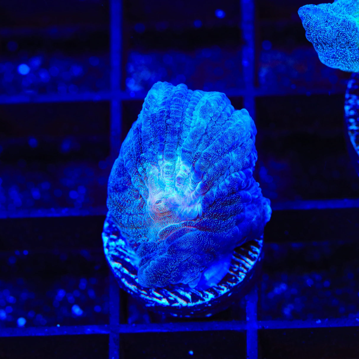 TSA Frozone Pectinia Coral