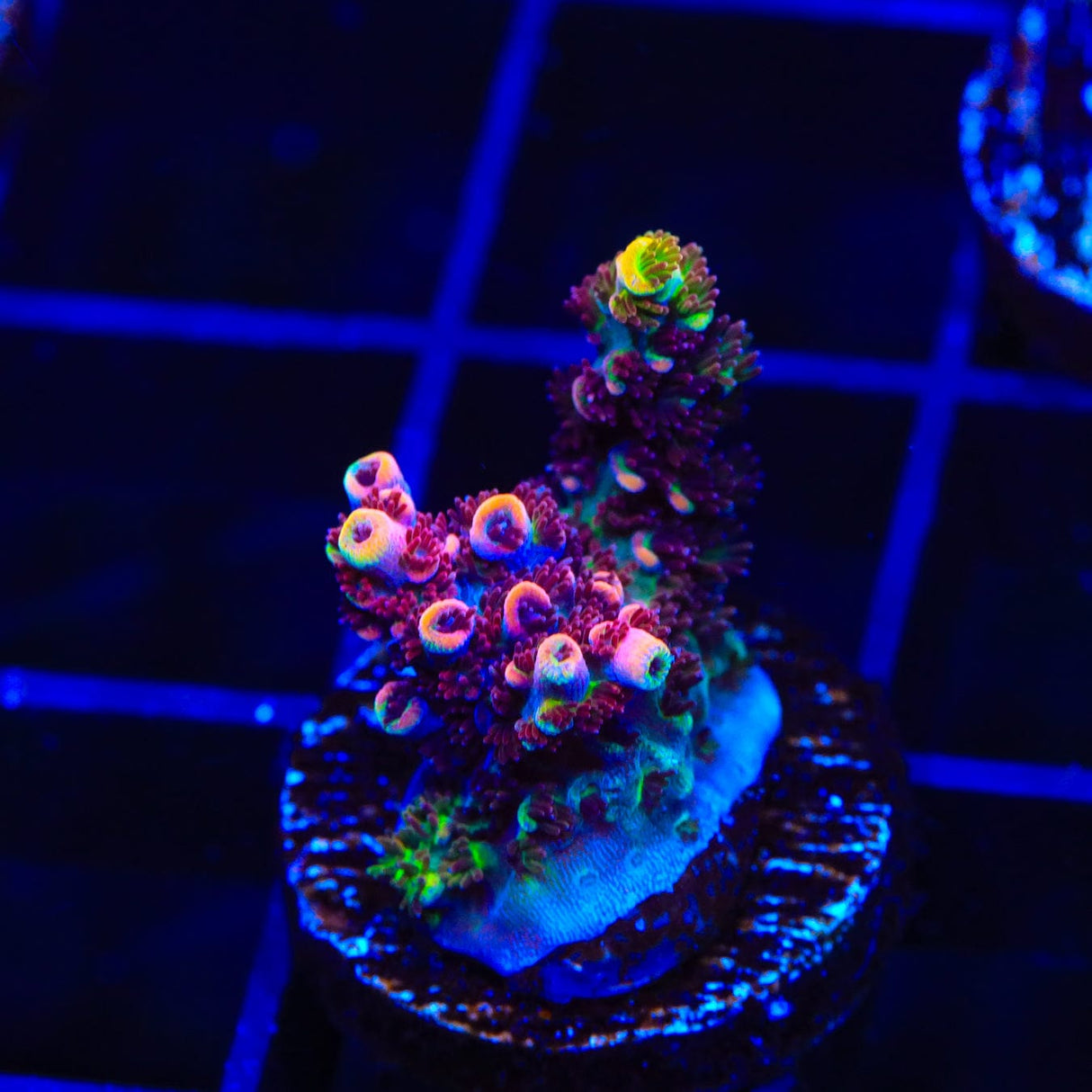TSA Fruity Pebbles Acropora Coral