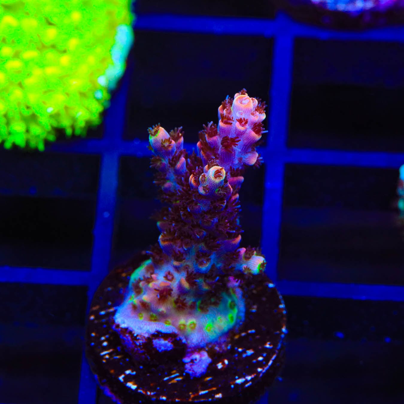 TSA Fruity Pebbles Acropora Coral